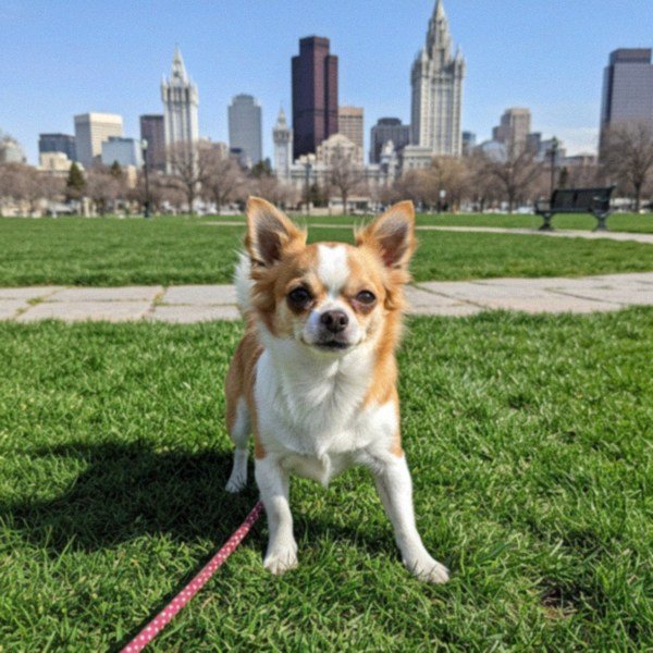 chihuahua in Salt Lake City, Utah