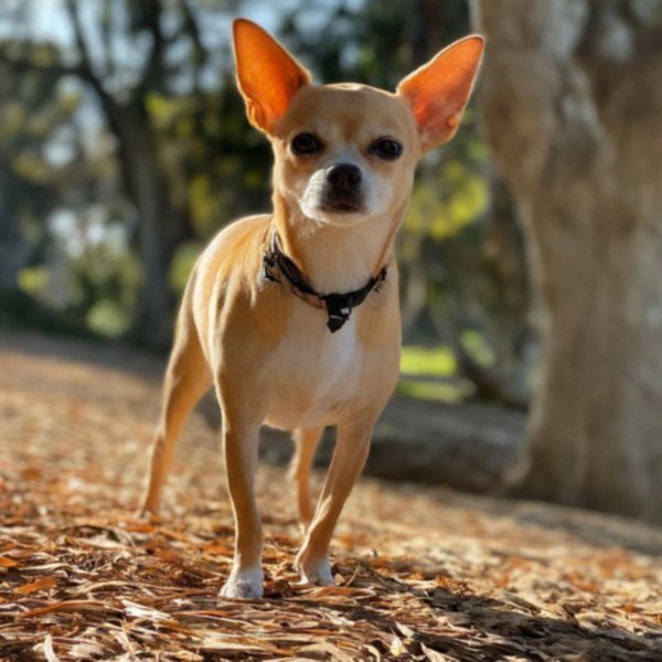 chihuahua in San Diego, California
