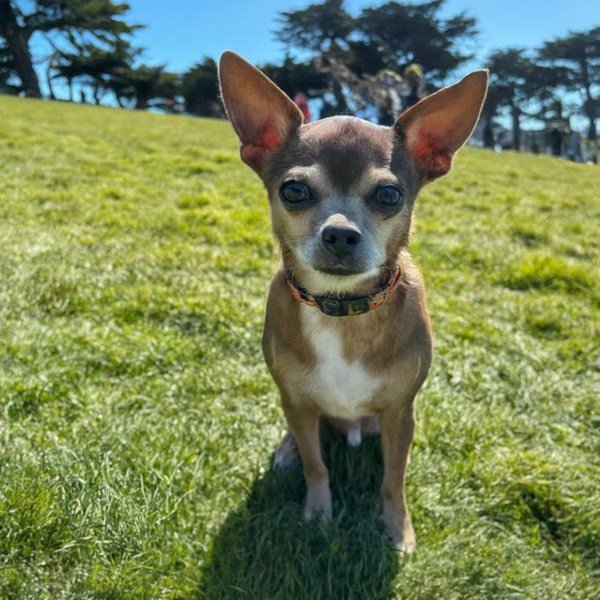 chihuahua in San Francisco, California