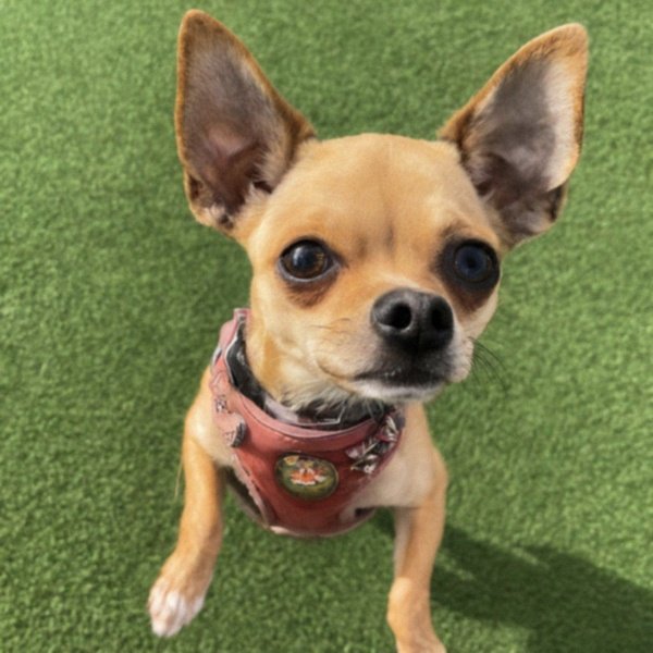 chihuahua in Santa Ana, California