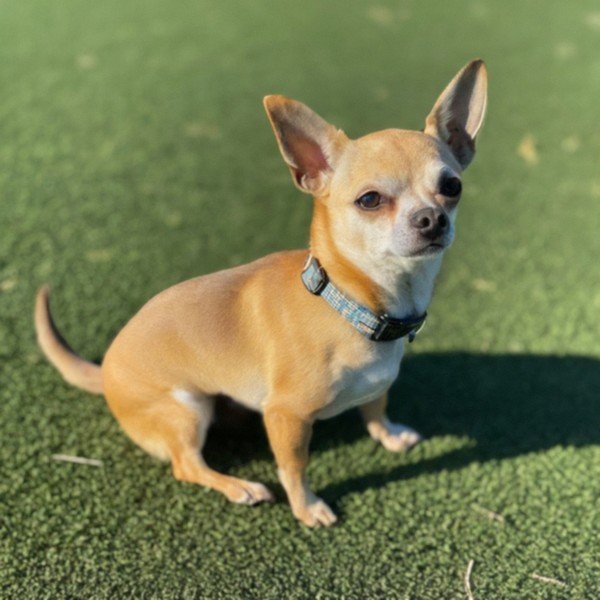 chihuahua in Sunnyvale, California