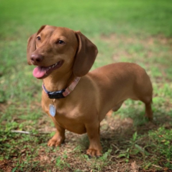 dachshund in Atlanta, Georgia