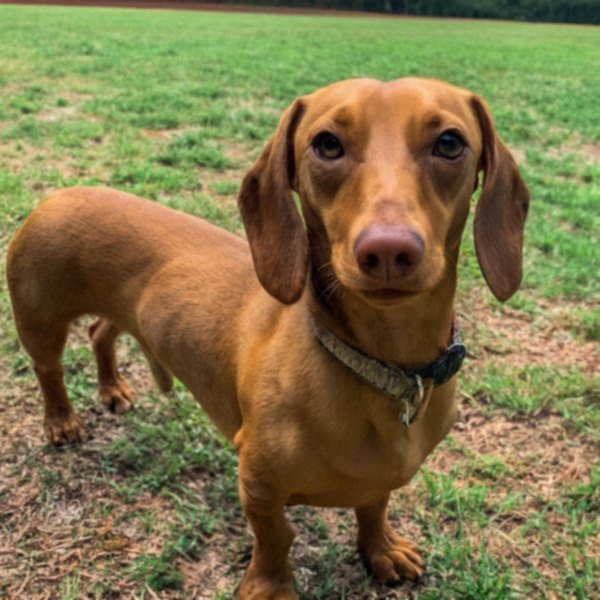 dachshund in Augusta, Georgia