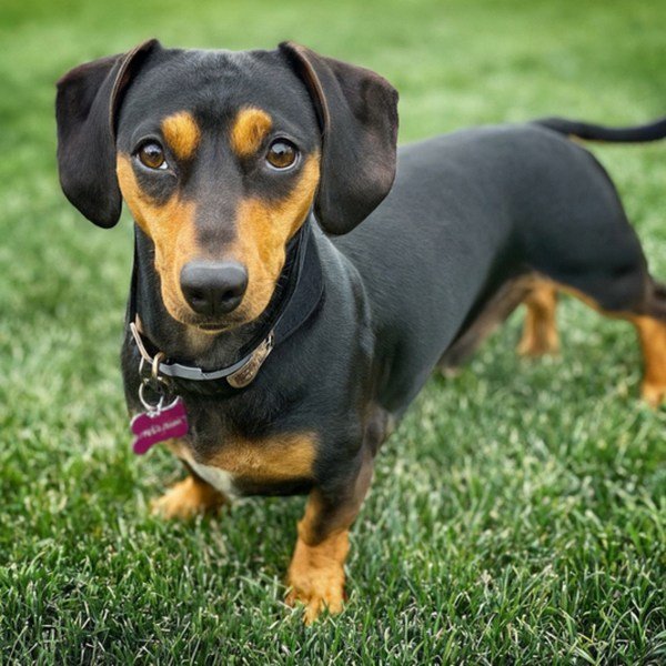 dachshund in Aurora, Colorado