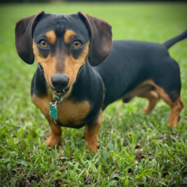 dachshund in Baton Rouge, Louisiana