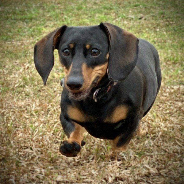 dachshund in Birmingham, Alabama