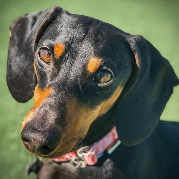 dachshund in Chandler, Arizona