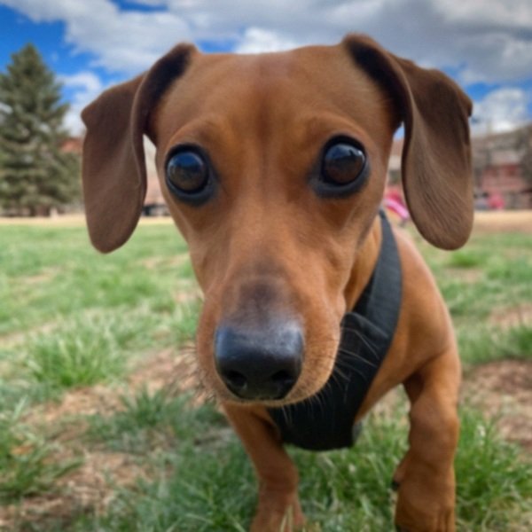 dachshund in Colorado Springs, Colorado