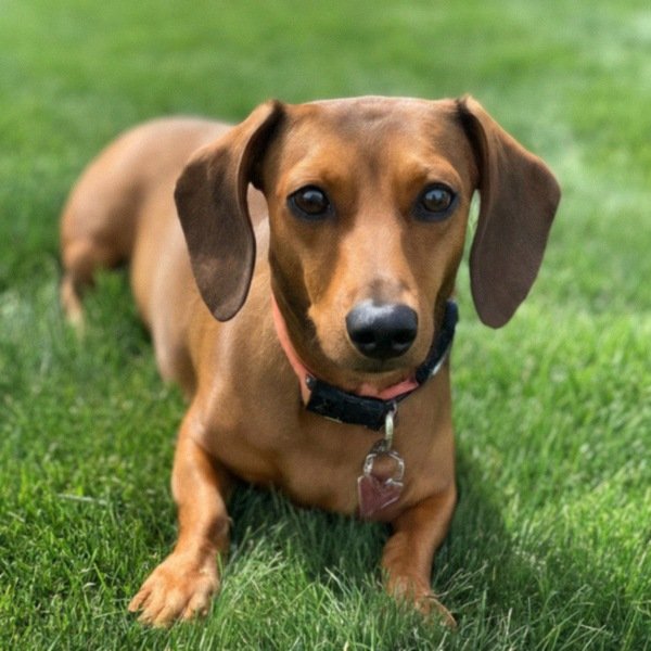 dachshund in Denver, Colorado