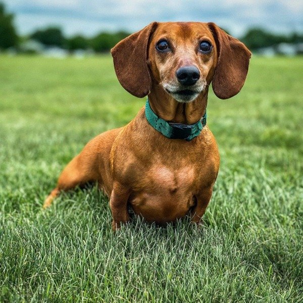 dachshund in Des Moines, Iowa