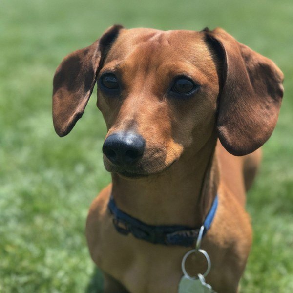 dachshund in Detroit, Michigan