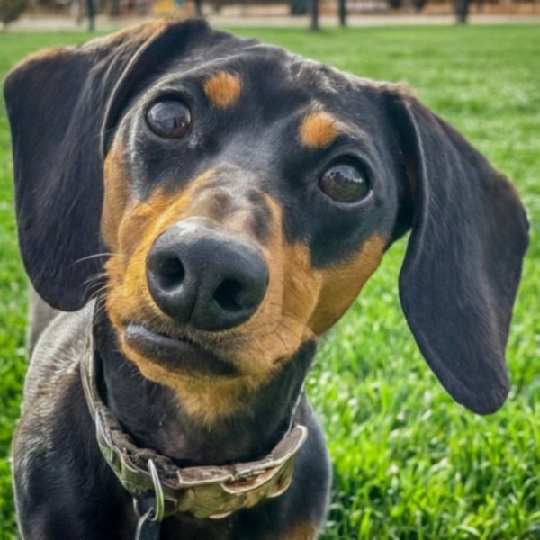 dachshund in Fort Collins, Colorado