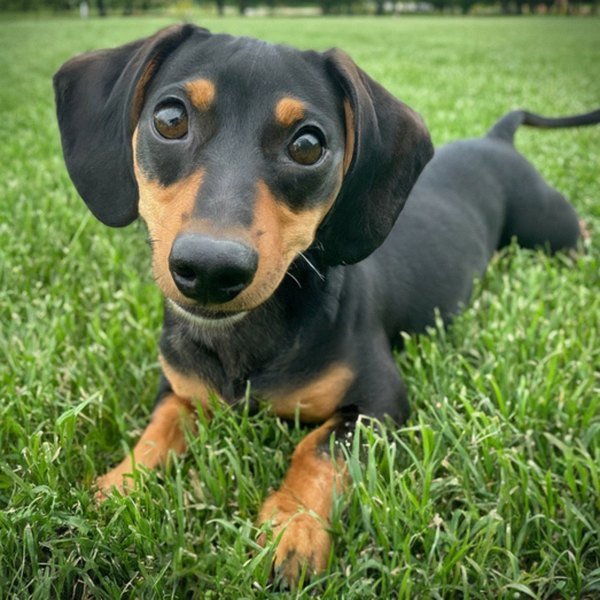 dachshund in Fort Wayne, Indiana
