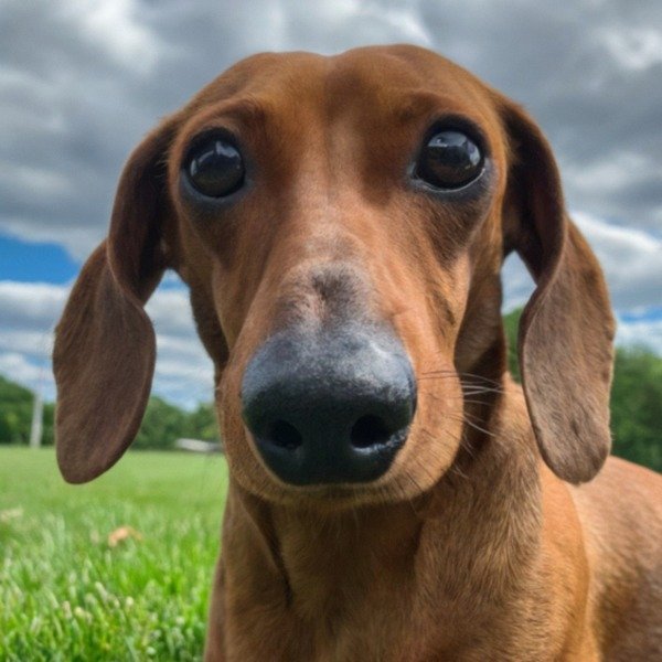 dachshund in Grand Rapids, Michigan