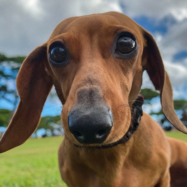 dachshund in Honolulu, Hawaii