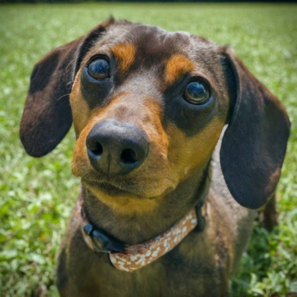 dachshund in Huntsville, Alabama