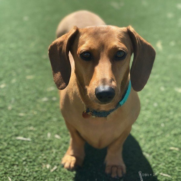 dachshund in Mesa, Arizona
