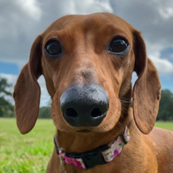 dachshund in New Orleans, Louisiana