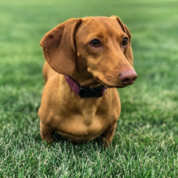 dachshund in Overland Park, Kansas