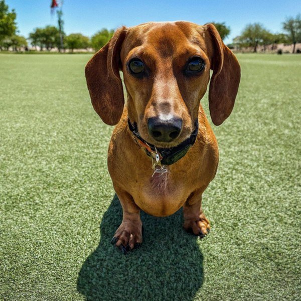 dachshund in Peoria, Arizona