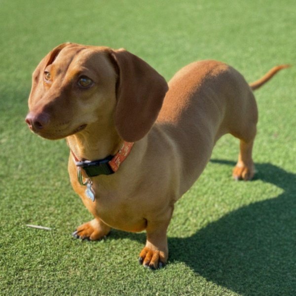 dachshund in Phoenix, Arizona