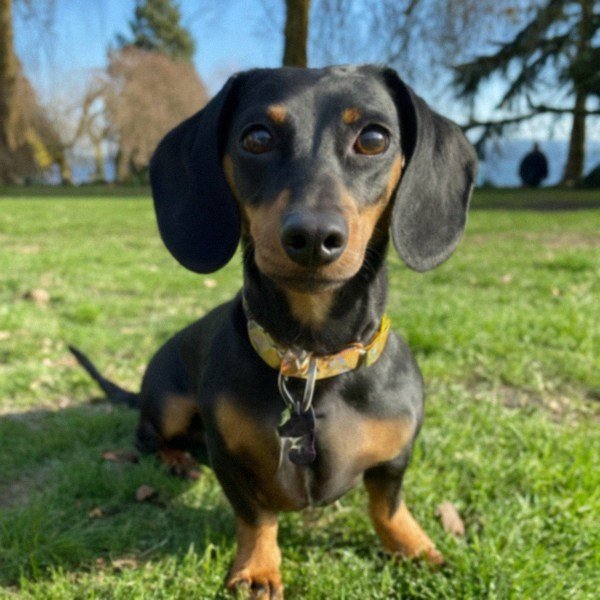 dachshund in Seattle, Washington