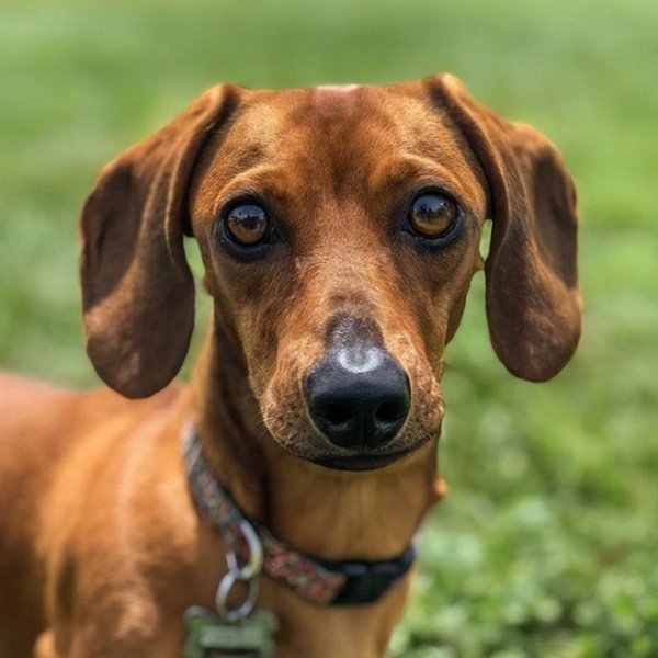 dachshund in Springfield, Massachusetts