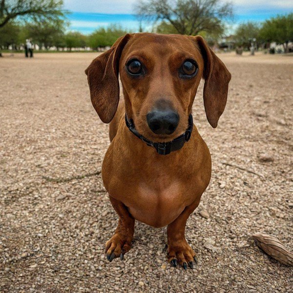 dachshund in Tucson, Arizona