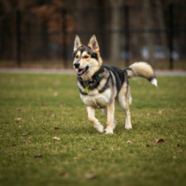 german shepherd husky mix in Rochester, New York