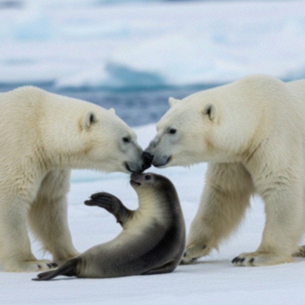 german shepherd husky mix in Stockton, California