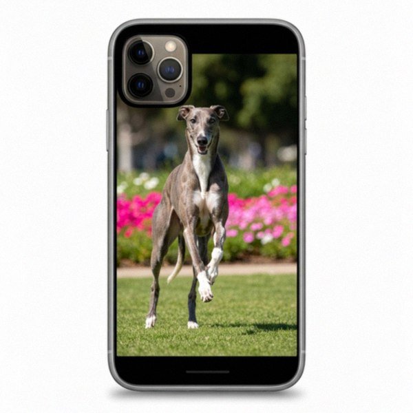 greyhound in Chula Vista, California