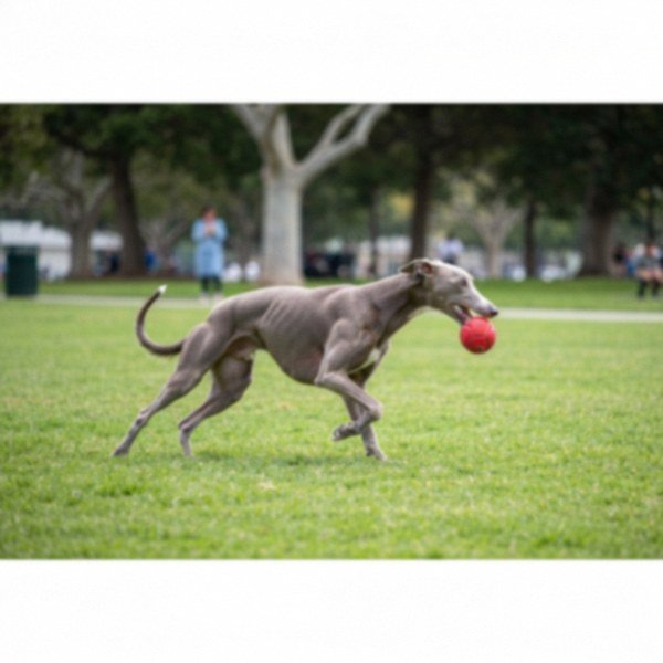 greyhound in Elk Grove, California