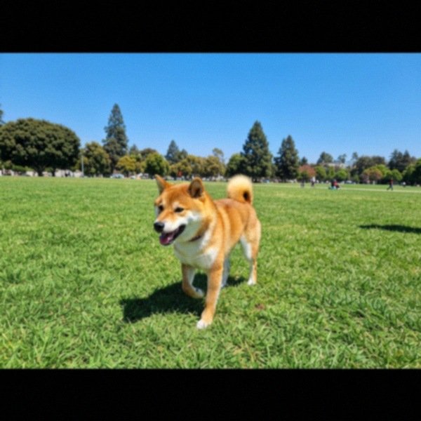 labradoodle in Fremont, California