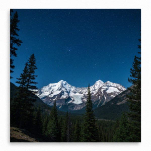 labradoodle in Yonkers, New York