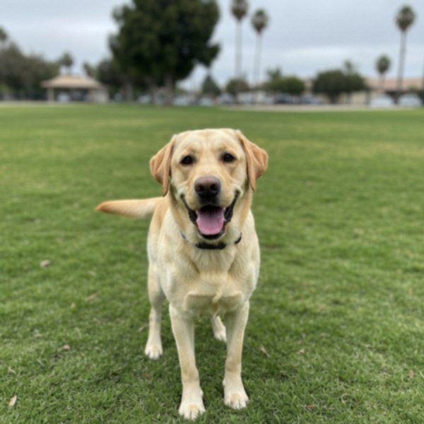 labrador retriever in Fontana, California