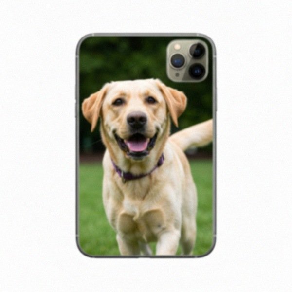 labrador retriever in Yonkers, New York