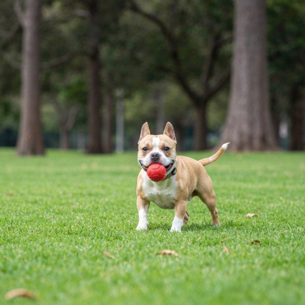 pocket bully in Oakland, California