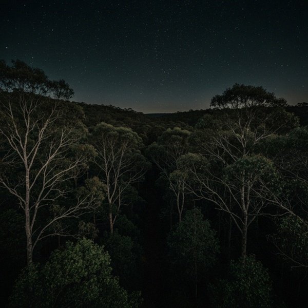 pomeranian in New York, New York