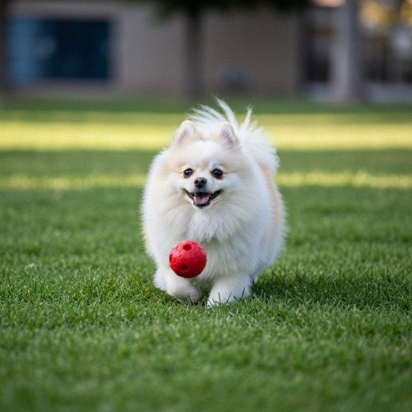 pomeranian in Stockton, California
