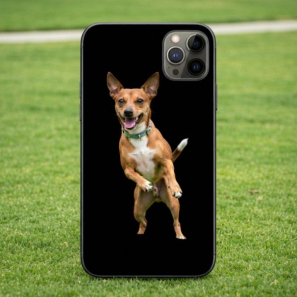 rat terrier in Huntington Beach, California