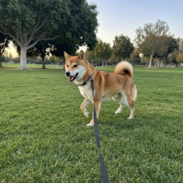 shiba inu in Santa Clarita, California