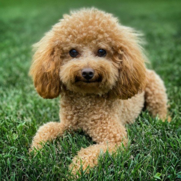 teacup poodle in Columbus, Ohio