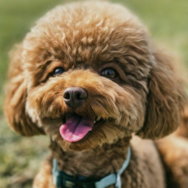 teacup poodle in Corpus Christi, Texas