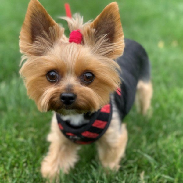 teacup yorkie in Columbus, Ohio