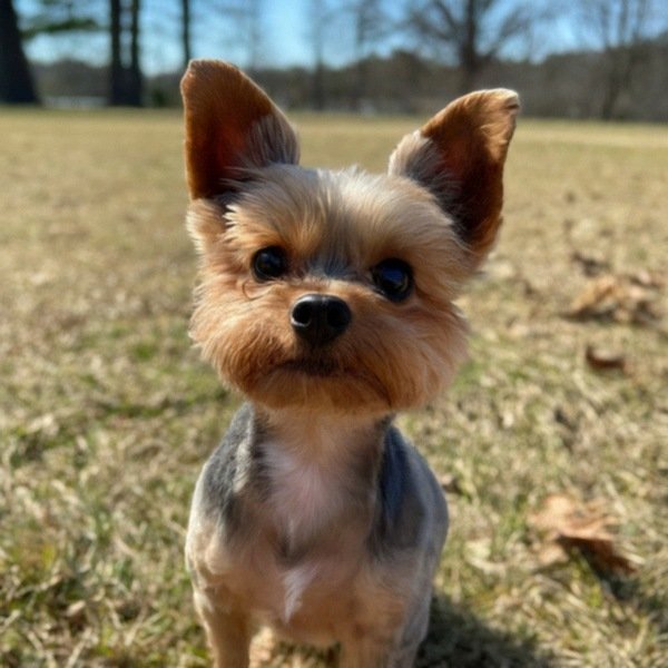 teacup yorkie in Greensboro, North Carolina