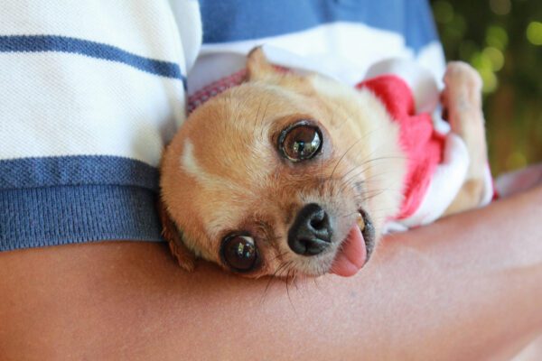 Chihuahua Happy As Owner Holds Them