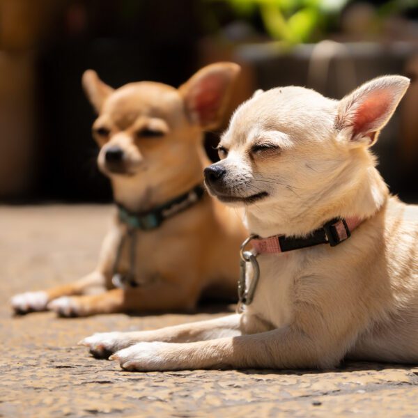 Chihuahua Happy In The Sun