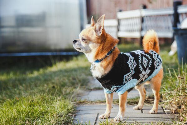 Chihuahua In Sweater Stands On Path Outside