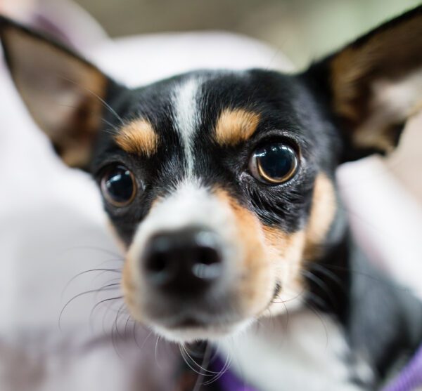 Chihuahua Looks At The Camera