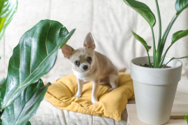 Chihuahua Sits On A Yellow Cushion Next To Plants